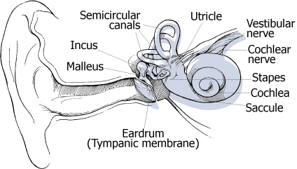 The Human Ear stapes bone diagram 